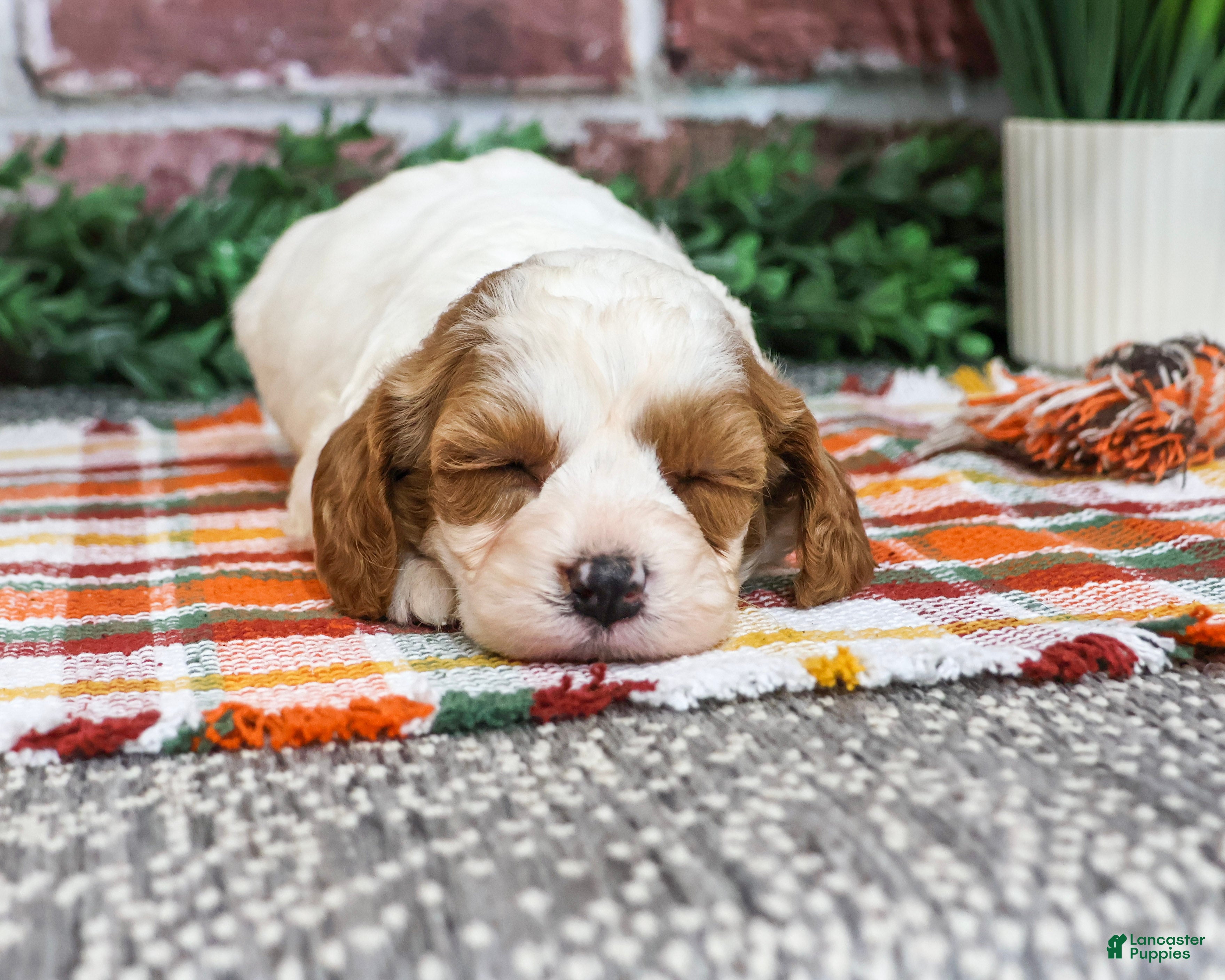 Cavapoo dogs for sale: Axel - Ad 1