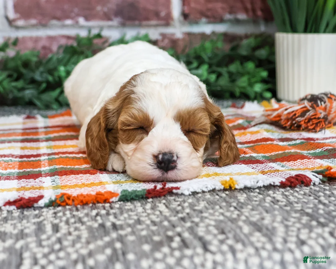 Cavapoo dogs for sale: Axel - Ad 1