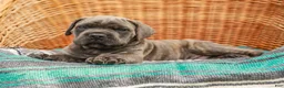 Cane Corso dogs for sale: Diesel (Champion Bloodlines) - Ad 6