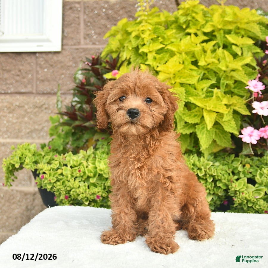 Cavapoo dogs Ivy  - Ad 1
