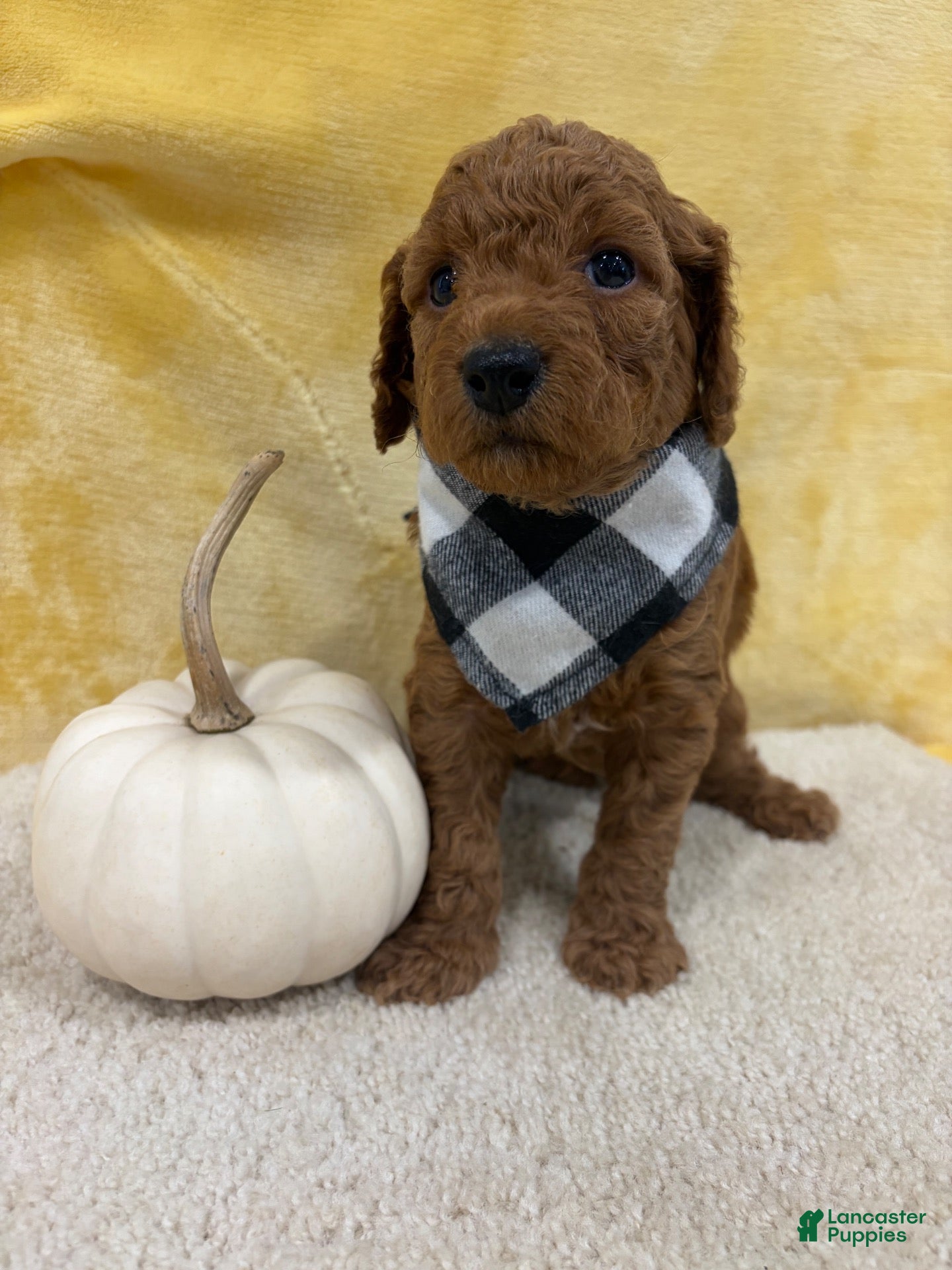 Mini Goldendoodle dogs Ace - Ad 1