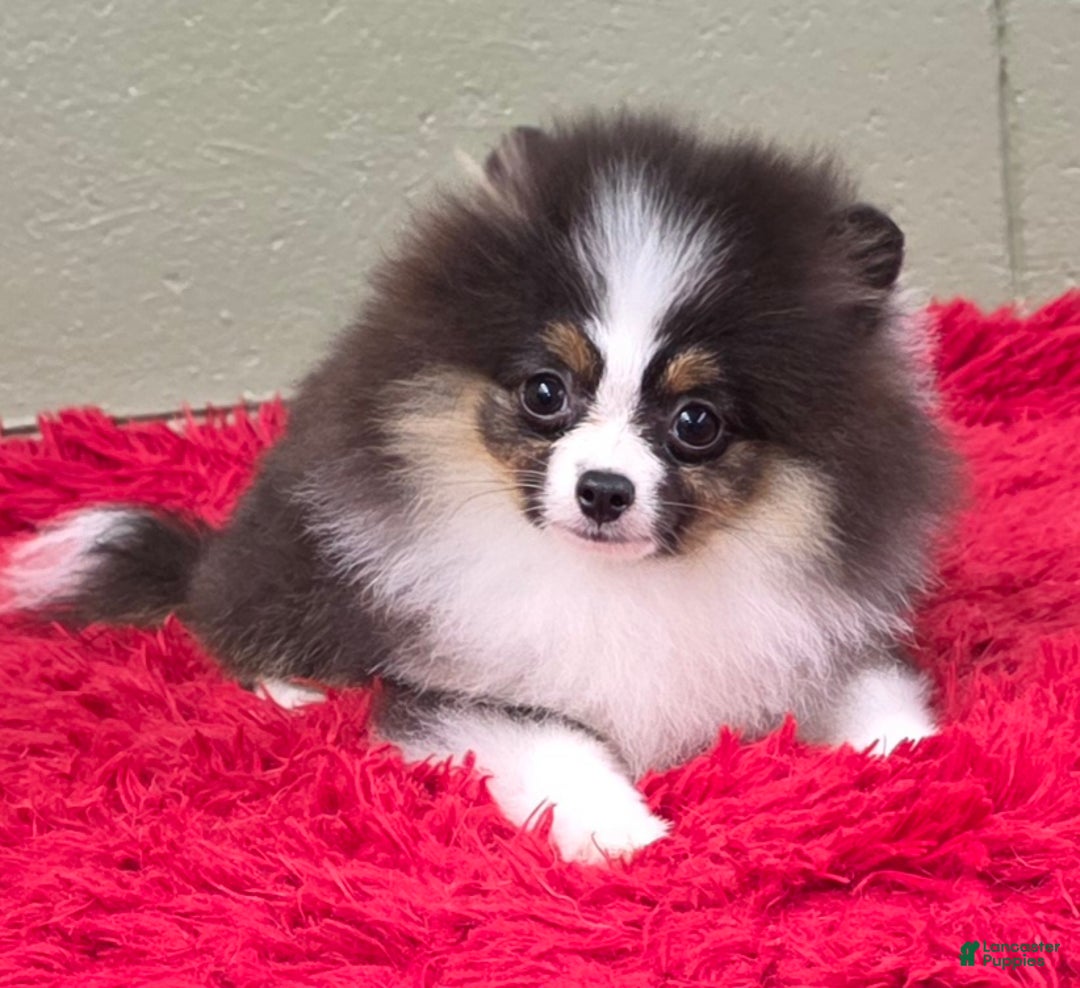 Pomeranian dogs for sale: Tux - Ad 6