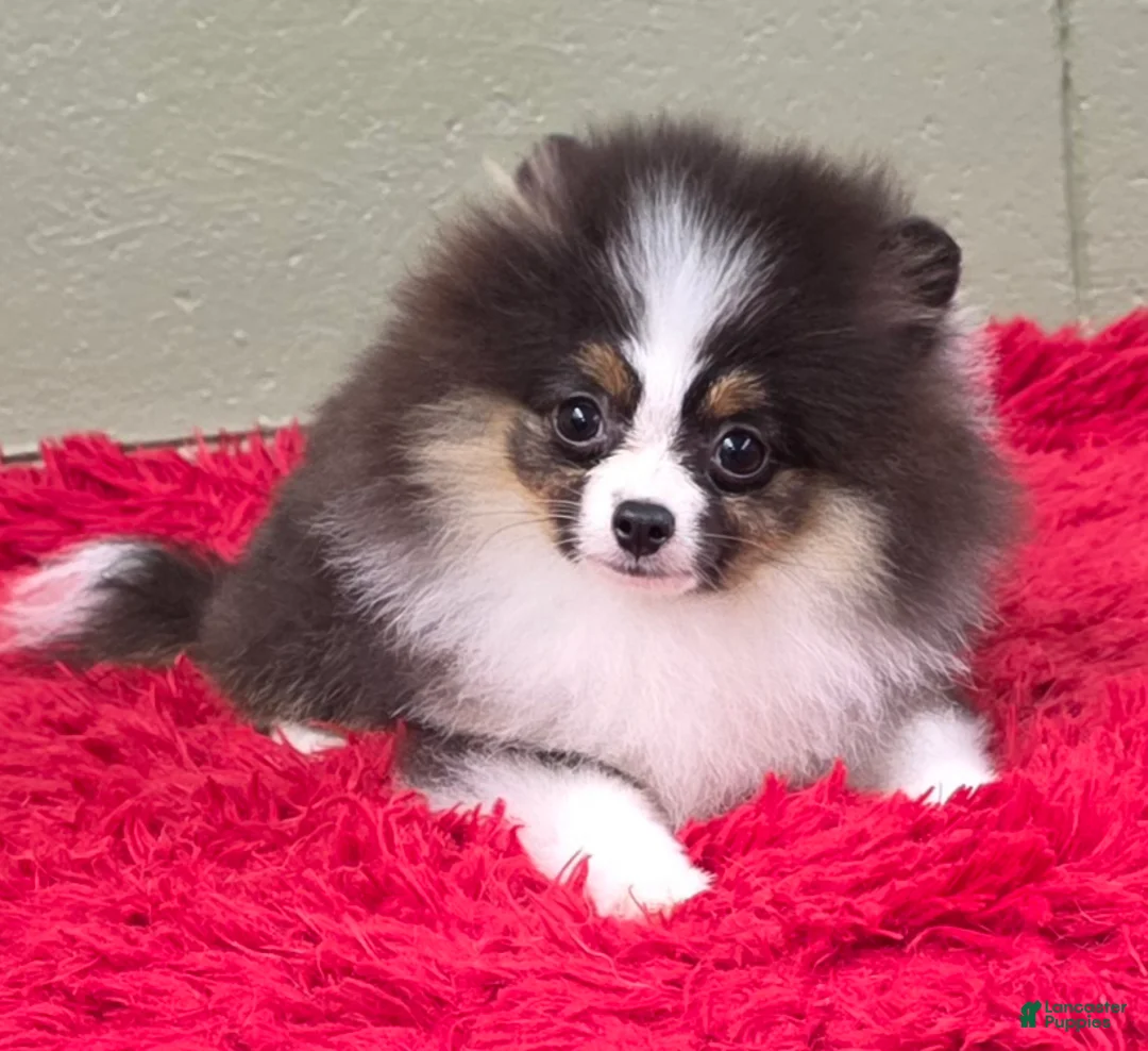 Pomeranian dogs for sale: Tux - Ad 6