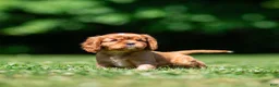 Cavalier King Charles Spaniel dogs for sale: Violet Cavalier King Charles Spaniel  - Ad 4
