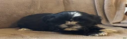 Shih Tzu dogs for sale: Ranae - Ad 5