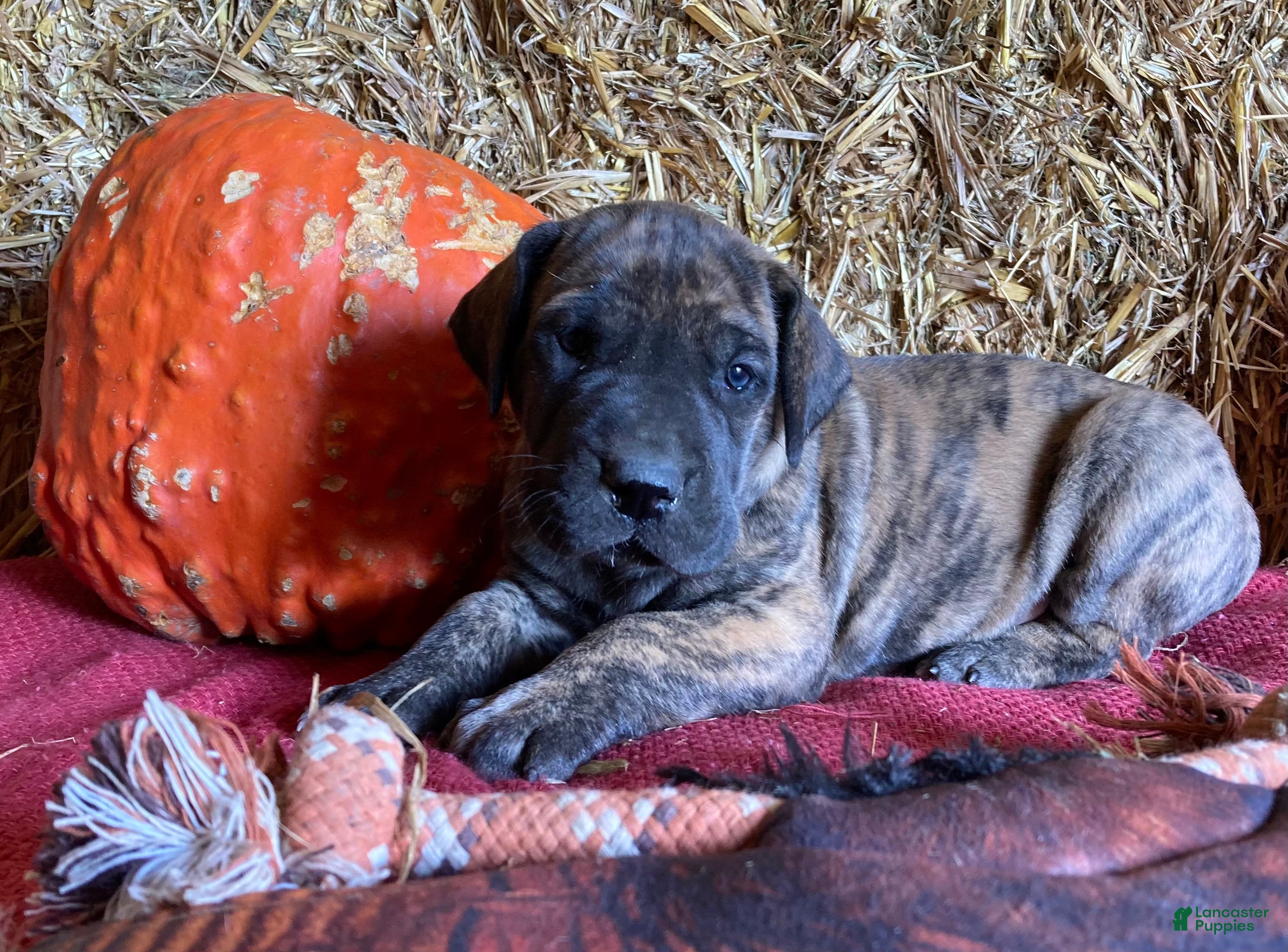 Great Dane dogs Brindy - Ad 2
