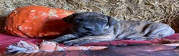 Great Dane dogs for sale: Brindy - Ad 2