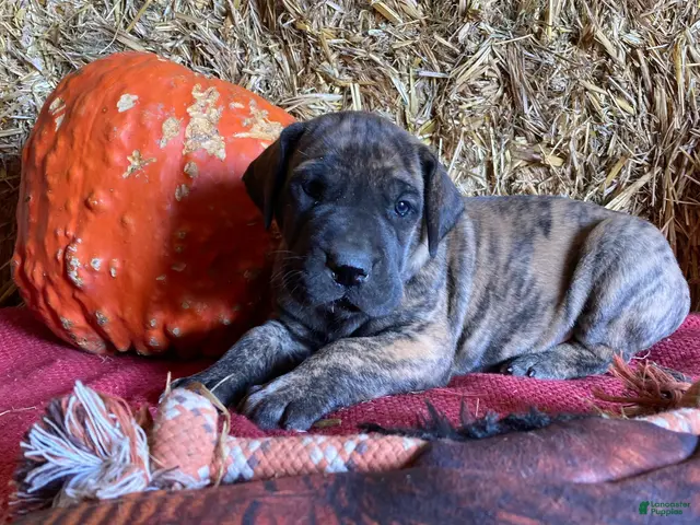 Great Dane dogs for sale: Brindy - Ad 2