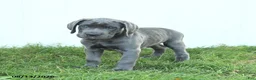 Cane Corso dogs for sale: Rodeo - Ad 9