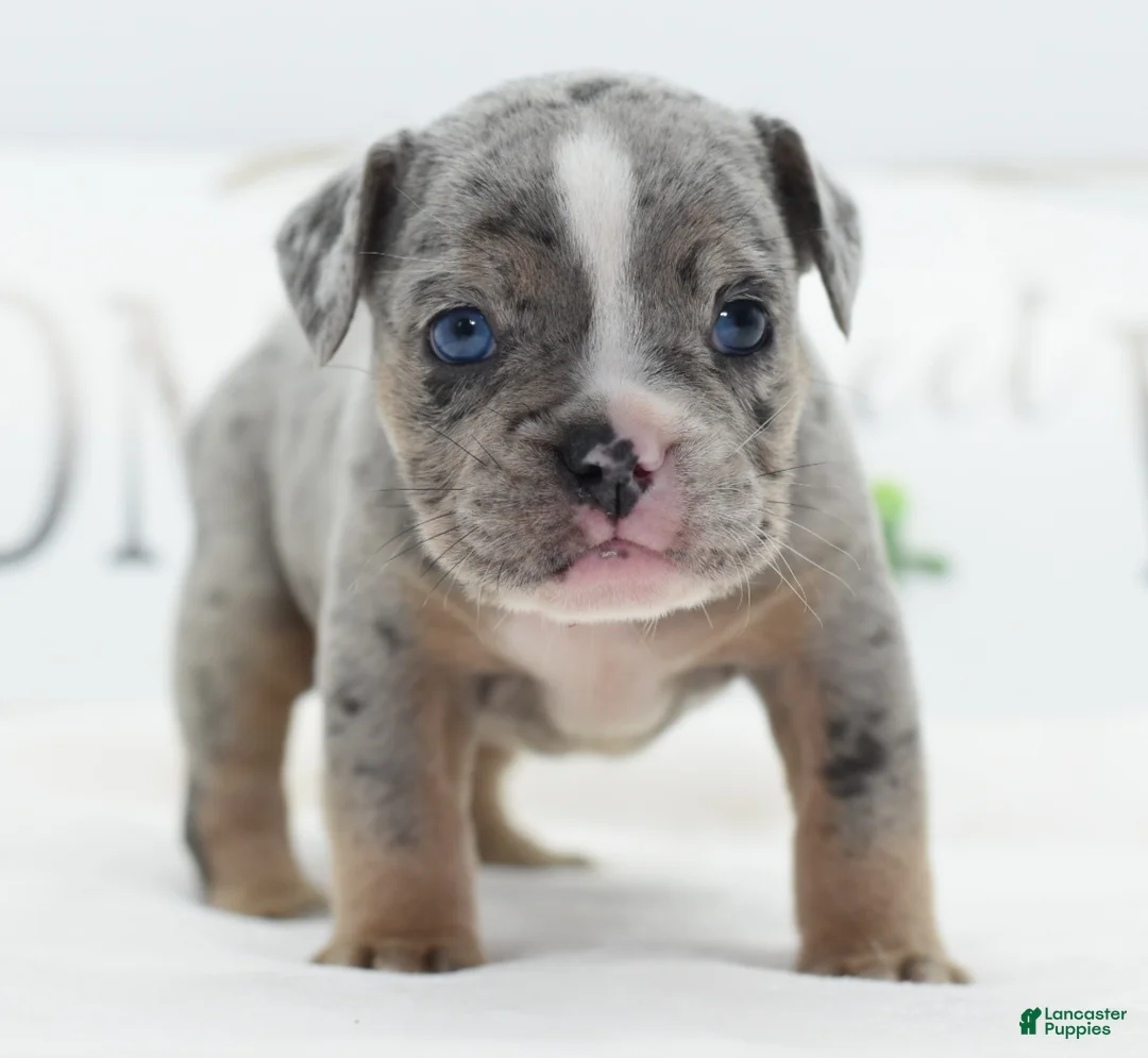 Mixed Breed dogs for sale: Lux  - Ad 1