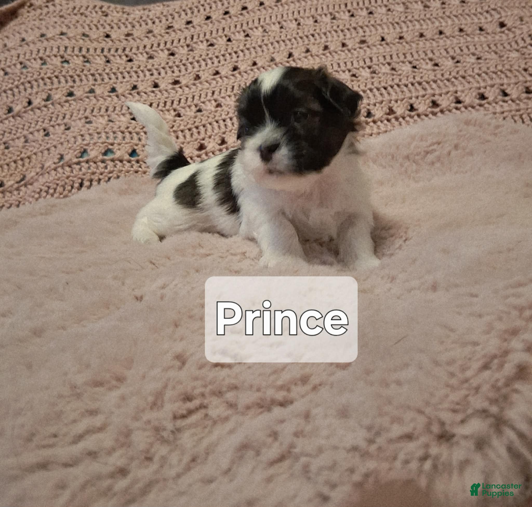 Shih Tzu dogs Prince - Ad 1