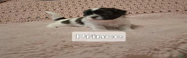 Prince