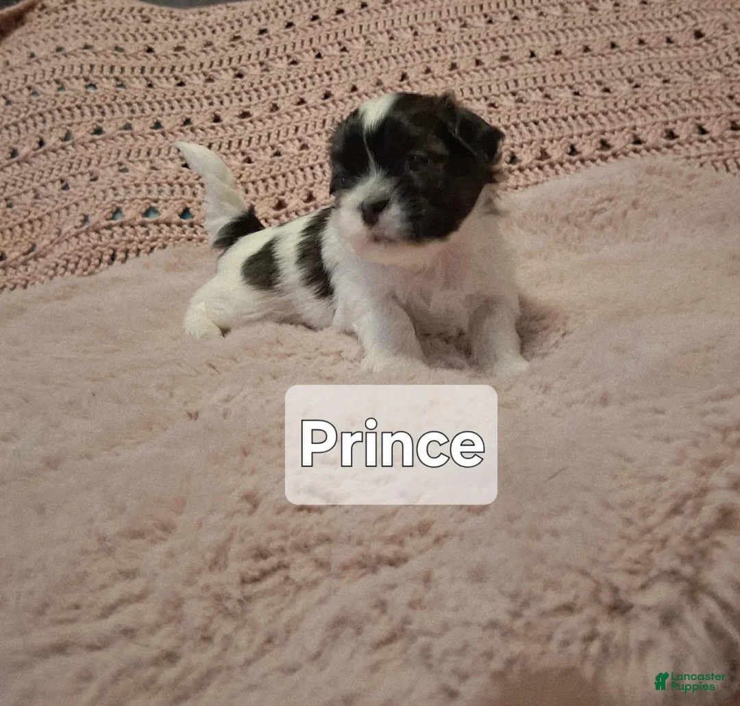 Shih Tzu dogs for sale: Prince - Ad 1
