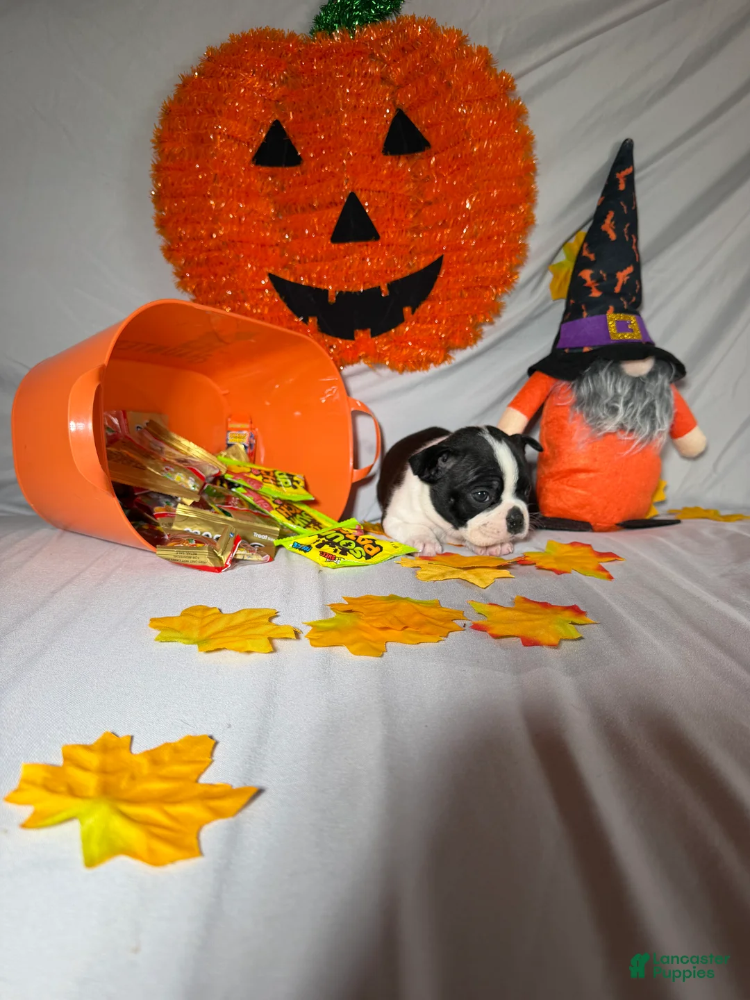 Boston Terrier dogs for sale: Alex - Ad 2