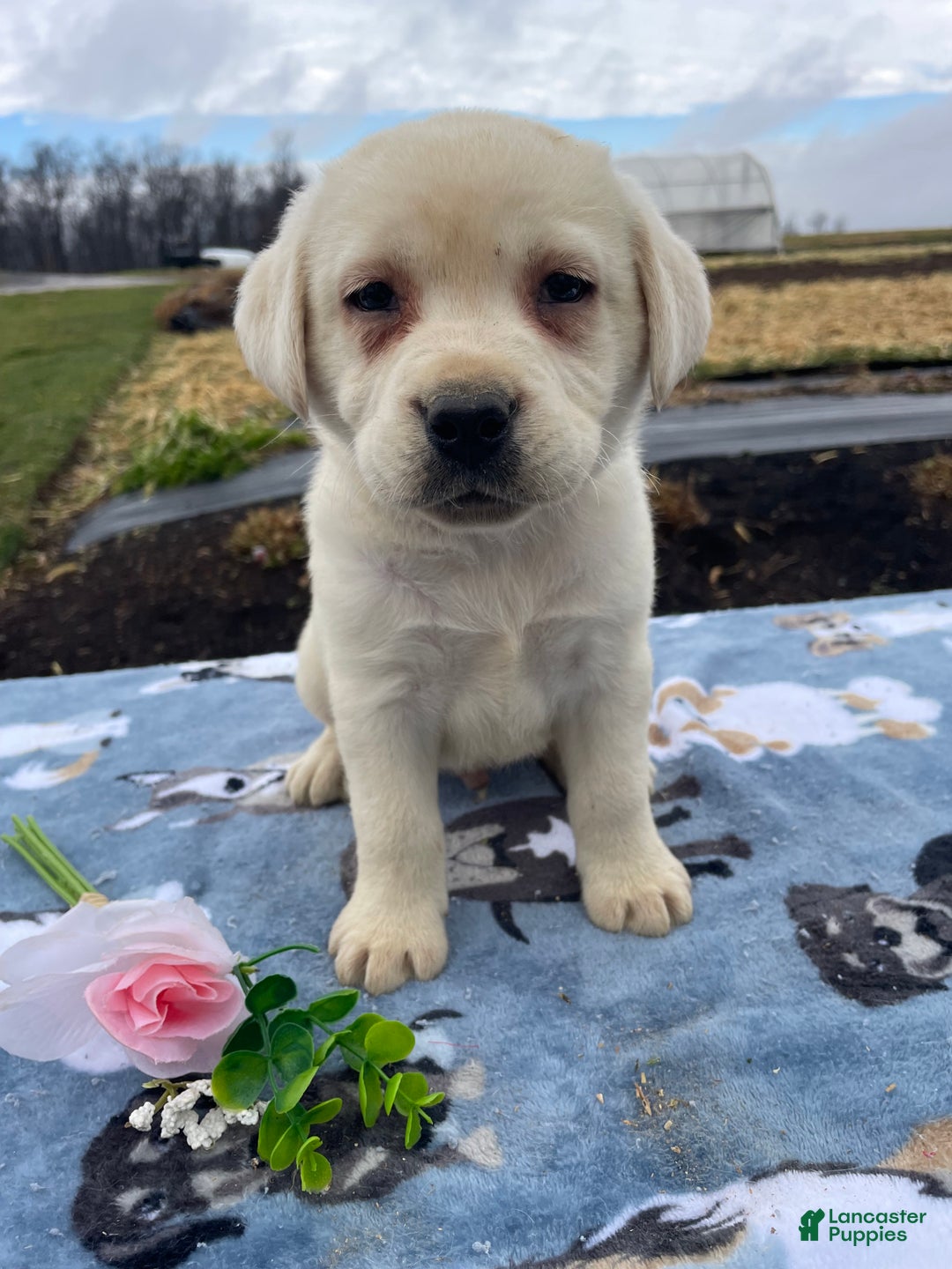Labrador Retriever dogs for sale: Yeti - Ad 2