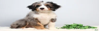 Felix 