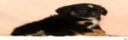 Mini Aussiedoodle dogs for sale: Leon - Ad 7