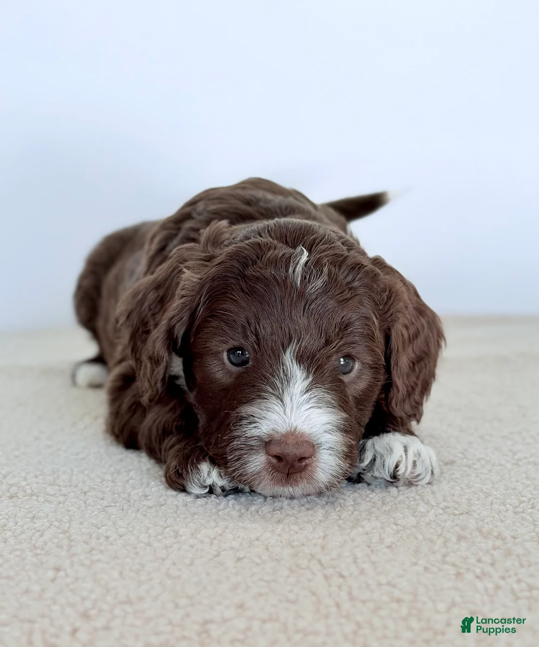 Bernedoodle dogs for sale: Honor  - Ad 3