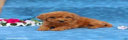 Mini Goldendoodle dogs for sale: Princess - Ad 3