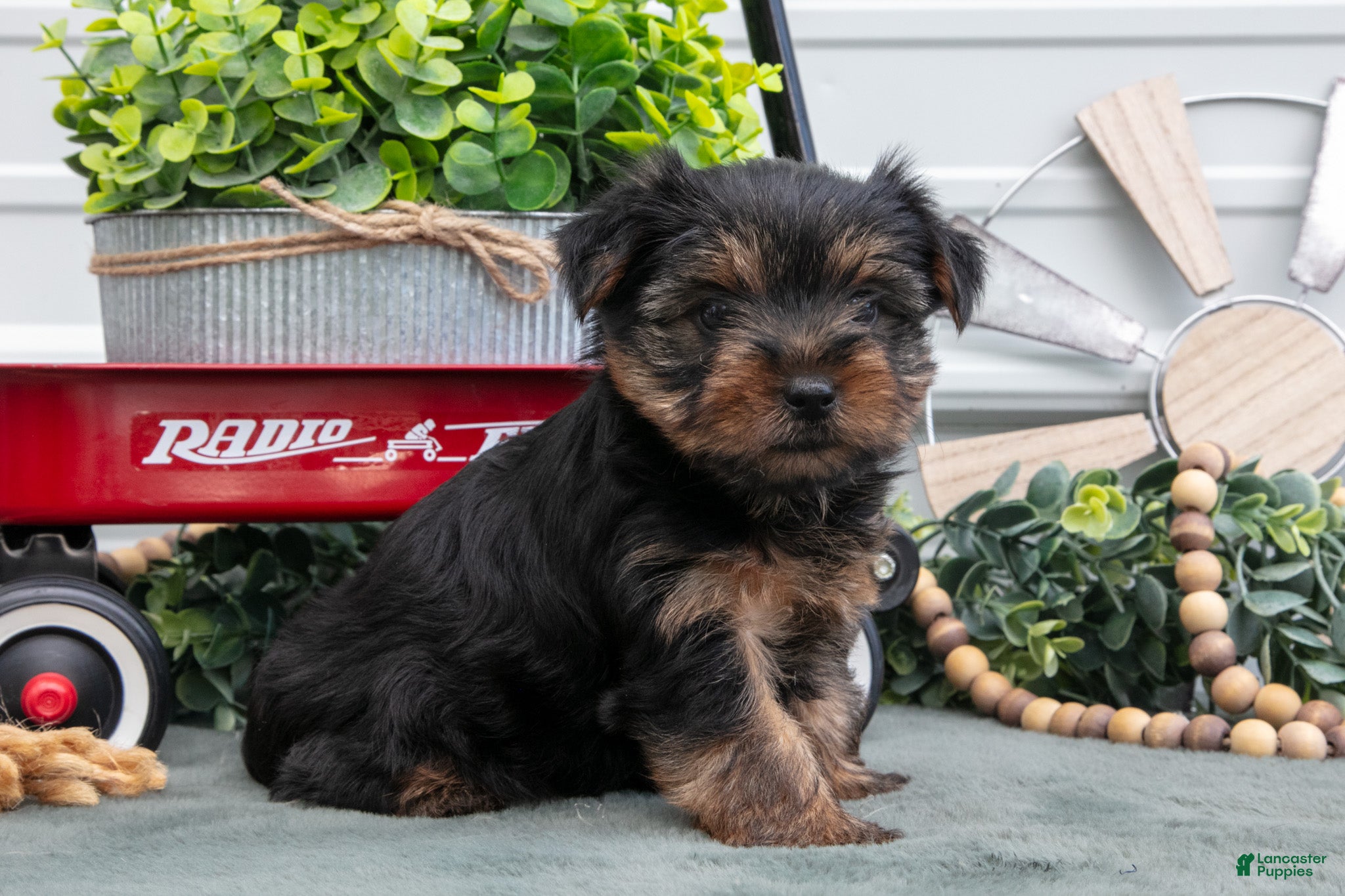 Yorkshire Terrier dogs for sale: Jett - Ad 1