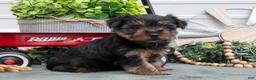 Yorkshire Terrier dogs for sale: Jett - Ad 1