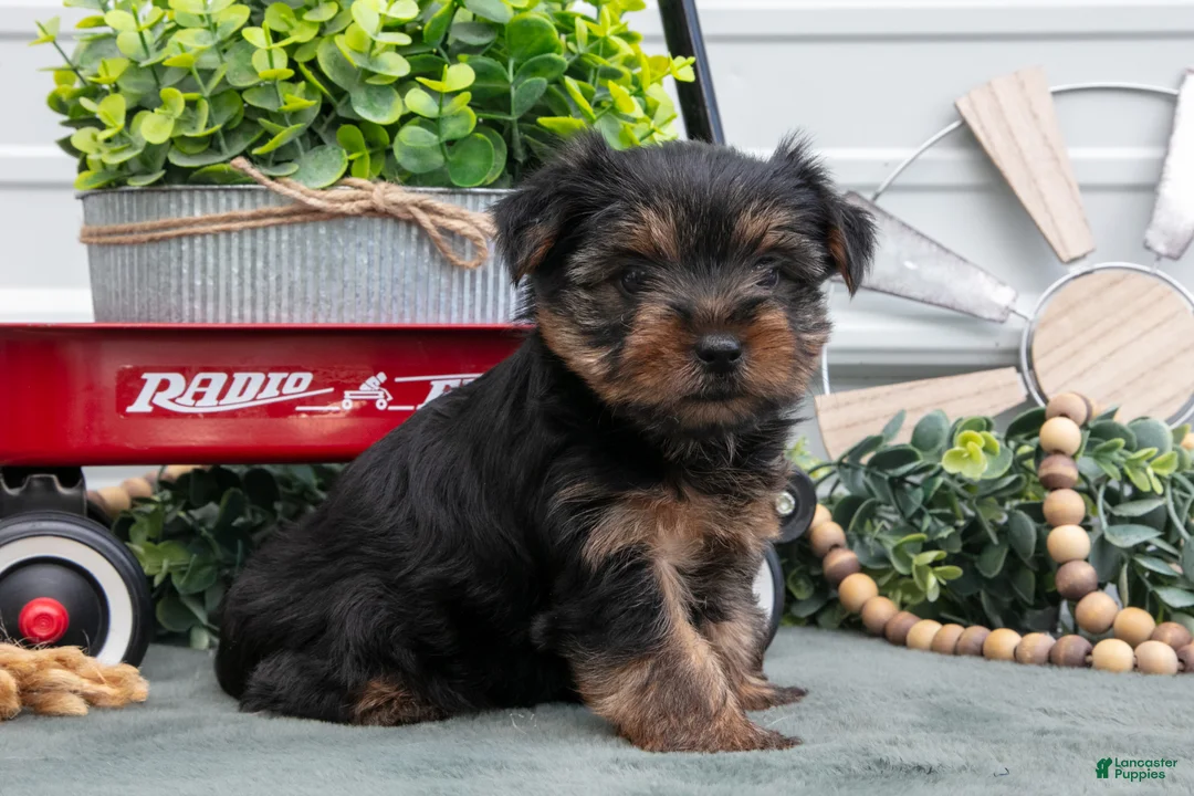 Yorkshire Terrier dogs for sale: Jett - Ad 1