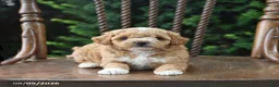 Maltipoo dogs for sale: Taffy - Ad 3
