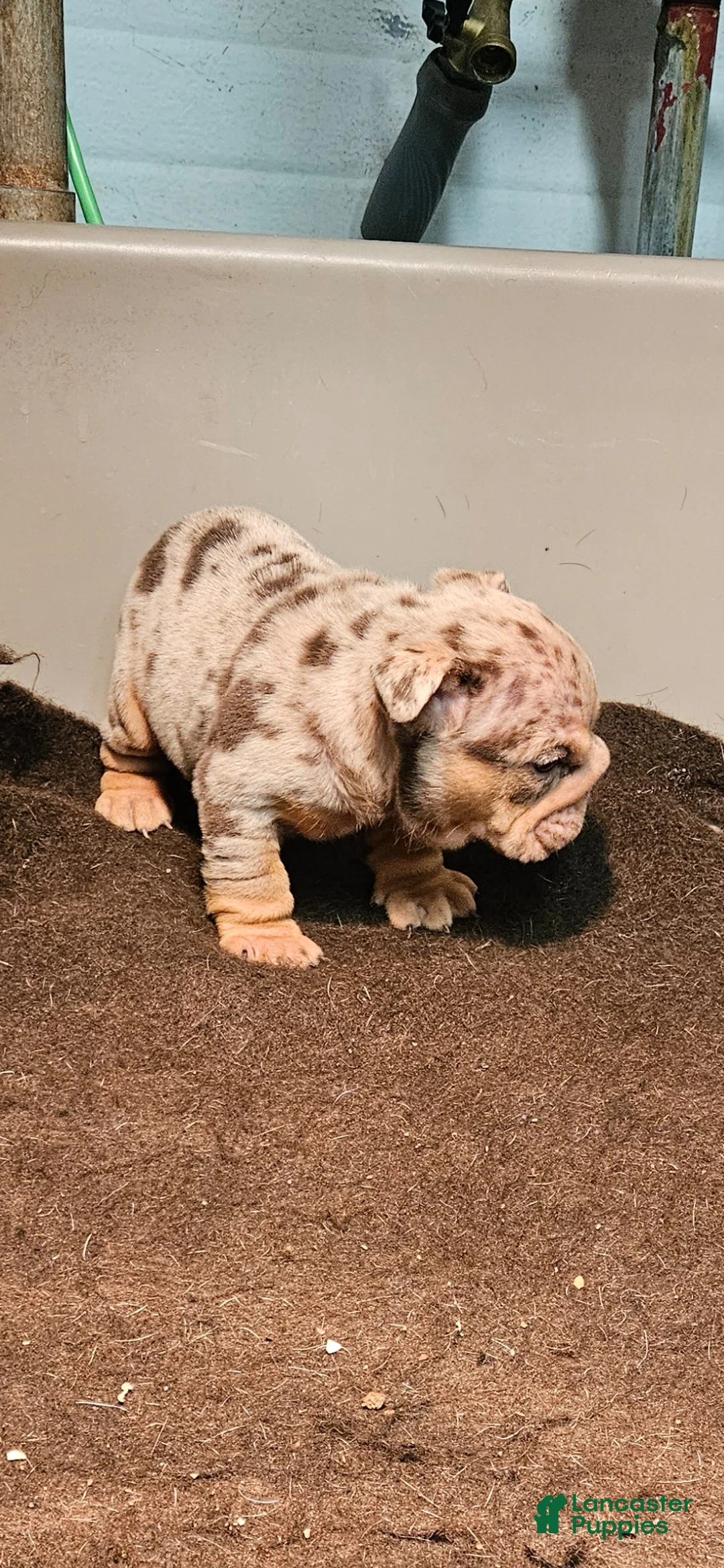 English Bulldog dogs for sale: English Bulldog Puppy 1 - Ad 4