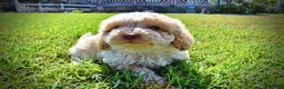 Havapoo dogs for sale: Juliet-LABOR DAY SALE-TAKE $100 OFF!!! - Ad 7
