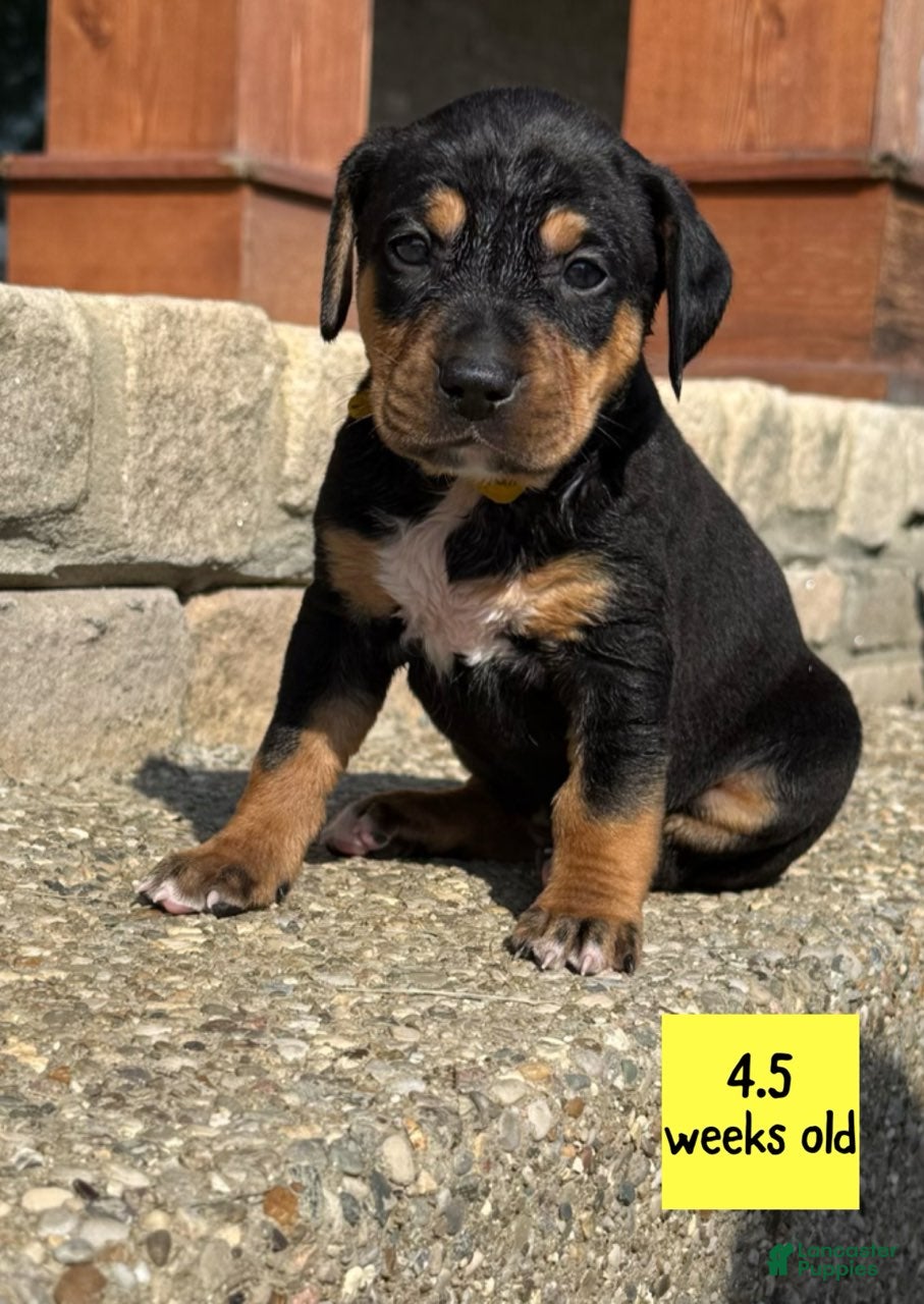 Catahoula Leopard Dog dogs Yellow, Female - Ad 2