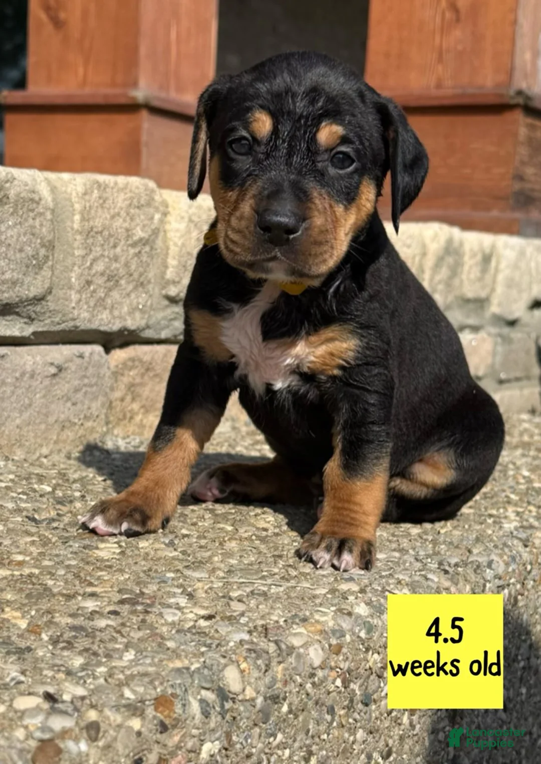 Catahoula Leopard Dog dogs for sale: Yellow, Female - Ad 2