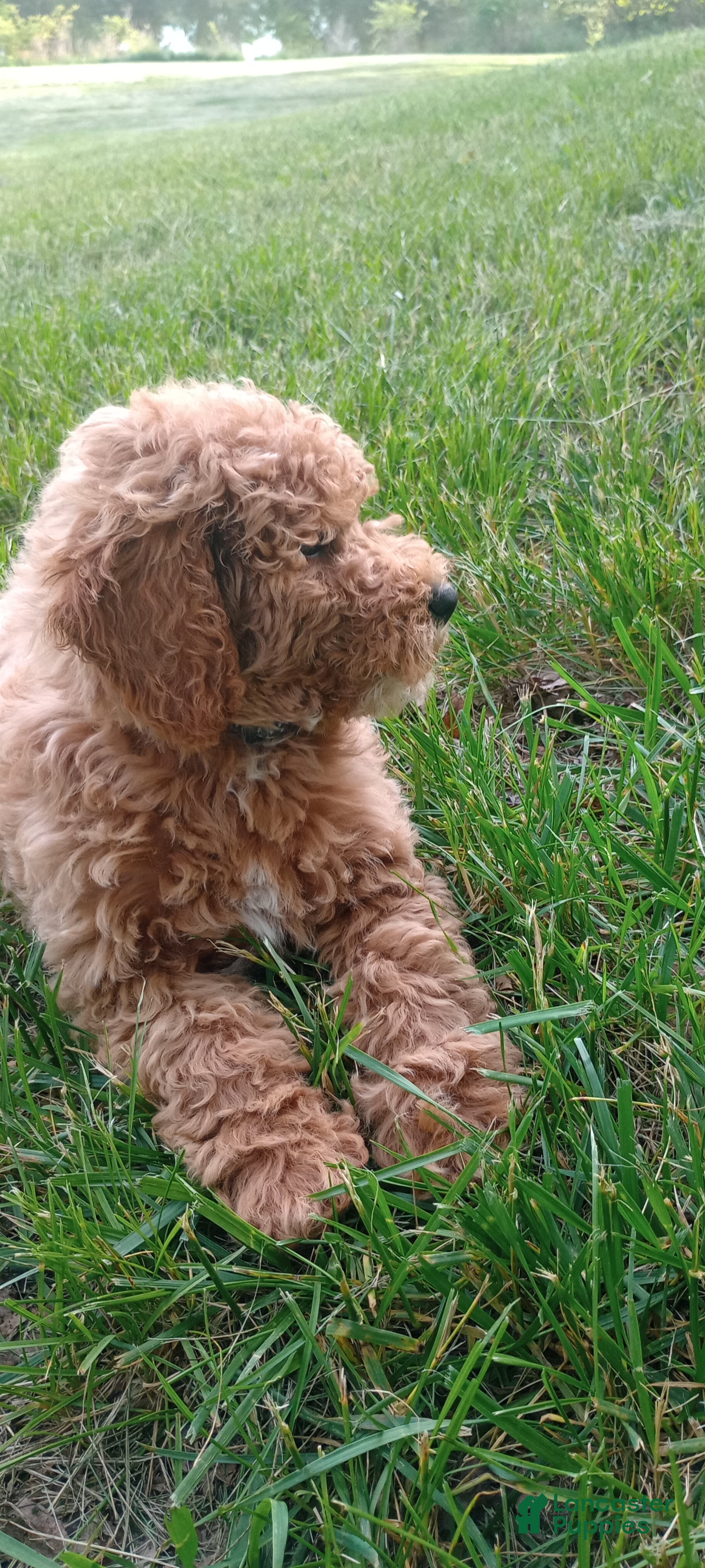 Mini Goldendoodle dogs June Mini Goldendoodle Puppy 2 - Ad 2
