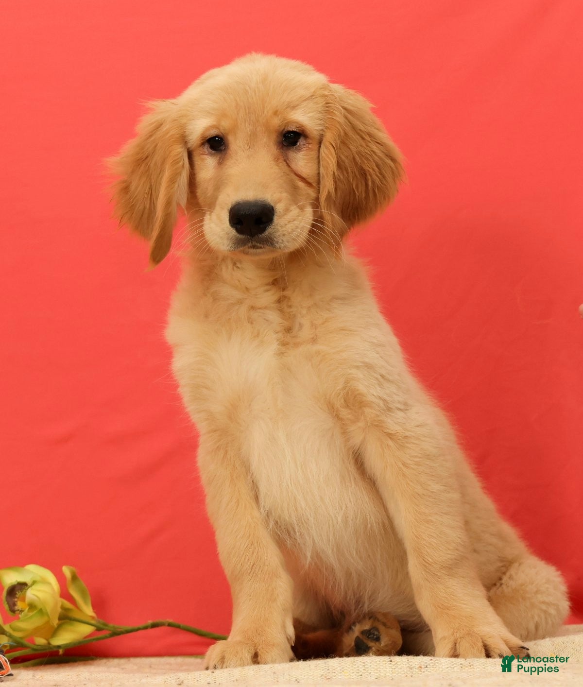 Golden Retriever dogs for sale: Pumpkin - Ad 2