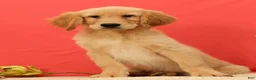 Golden Retriever dogs for sale: Pumpkin - Ad 2