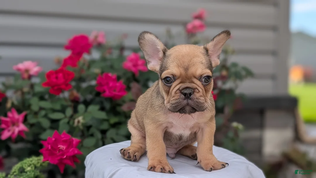 French Bulldog dogs for sale: Xander - Ad 2