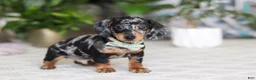 Miniature Dachshund dogs for sale: Kenzo - Ad 4