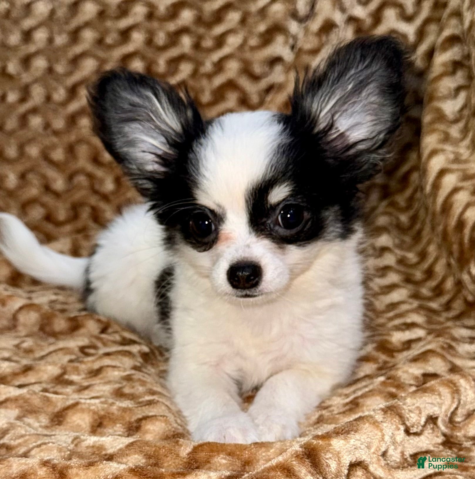 Chihuahua dogs Oreo  - Ad 2
