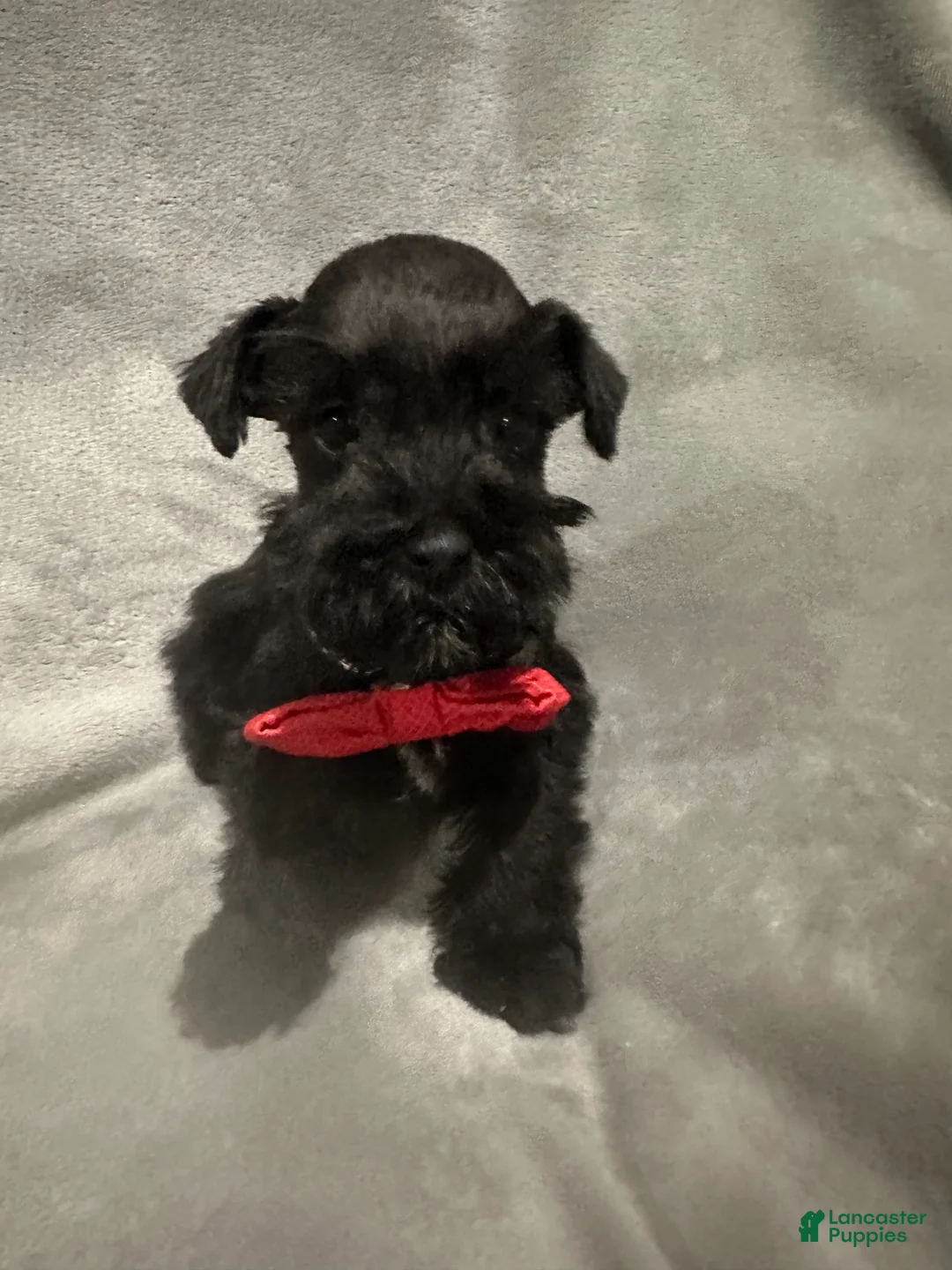 Miniature Schnauzer dogs for sale: Tiny Tim  - Ad 4