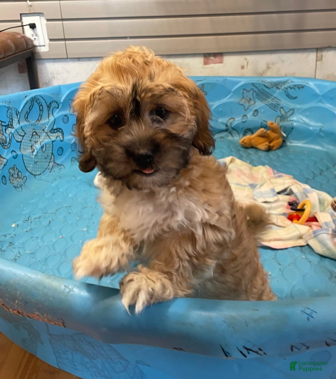 Teddy Bear dogs for sale: Sammy - Ad 28