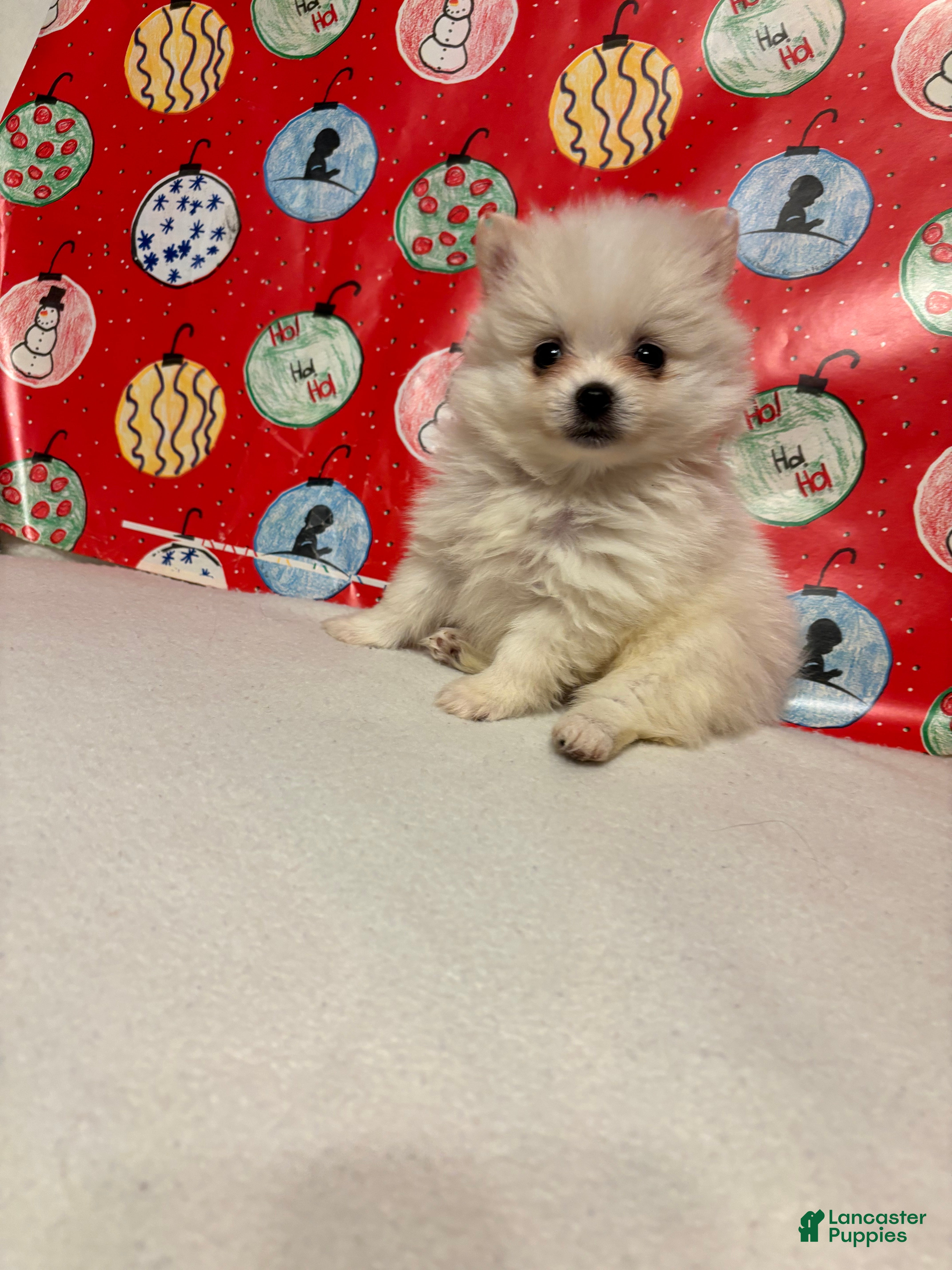 Pomeranian dogs Pomeranian Puppy 3 - Ad 16