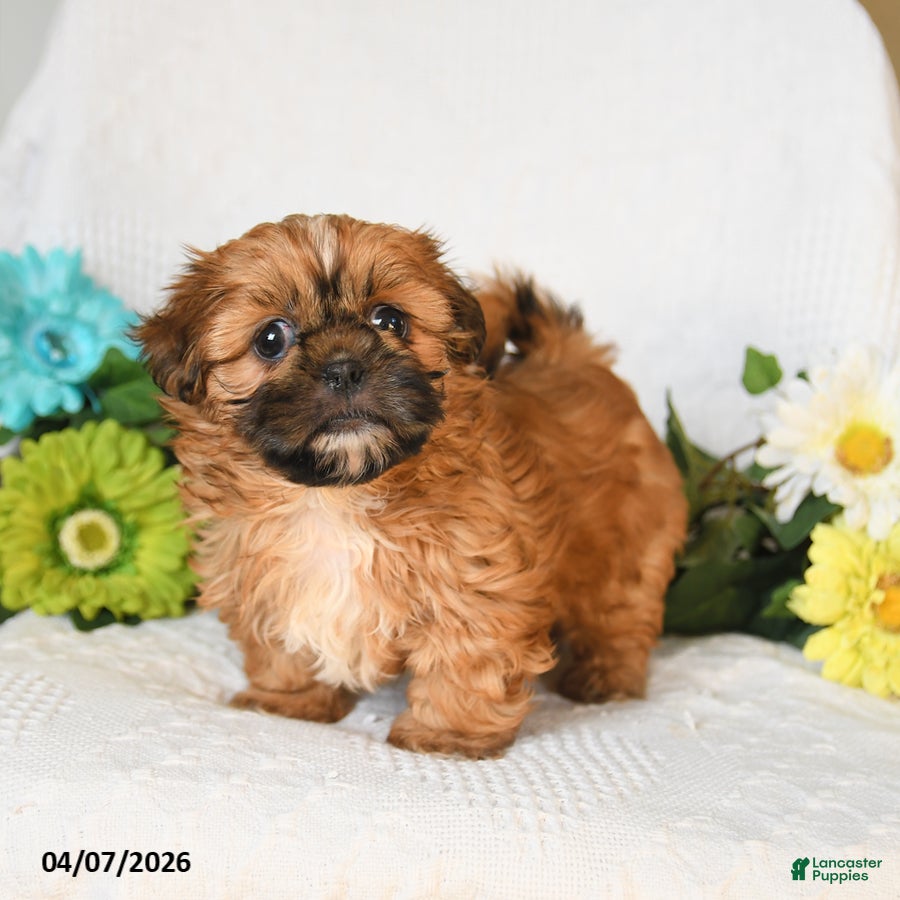 Shih Tzu dogs Isaac - Ad 2
