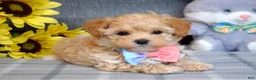 Maltipoo dogs for sale: Paisley  - Ad 6