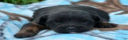 Yorkiepoo dogs for sale: Yorkiepoo Pepper - Ad 6