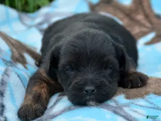 Yorkiepoo dogs Yorkiepoo Pepper - Ad 10