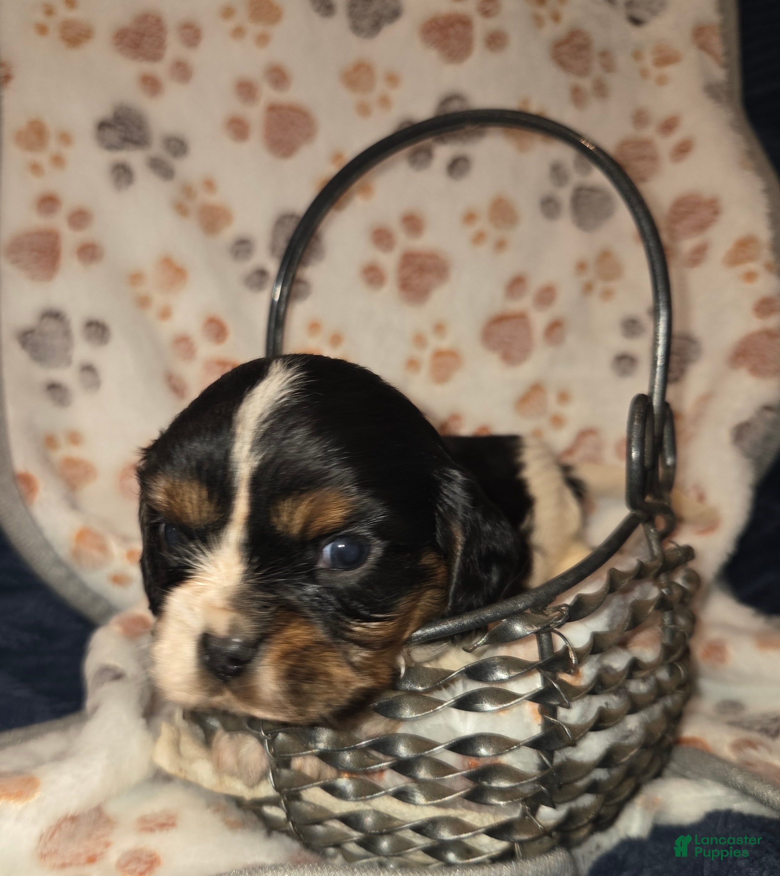 Cavalier King Charles Spaniel dogs Cavalier King Charles Spaniel Puppy 2 - Ad 1