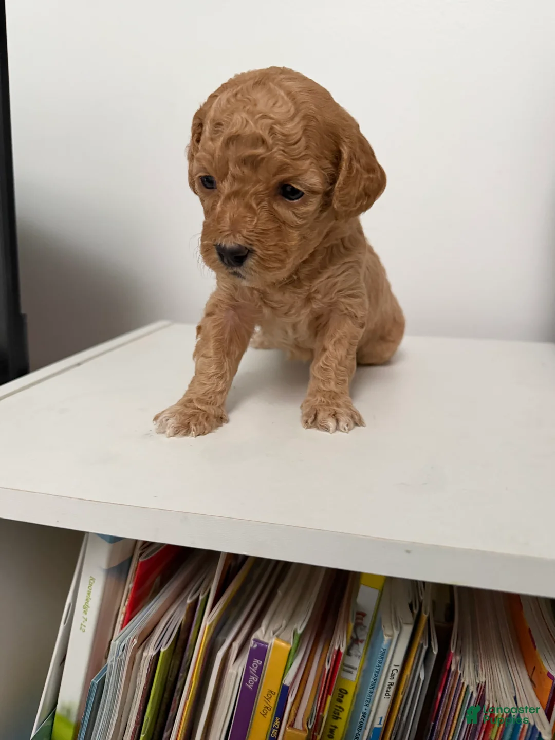 Mixed Breed dogs for sale: Hershey - Ad 1