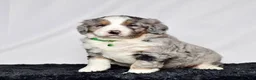 Bernedoodle dogs for sale: Mr. Simba - Ad 1