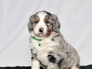 Bernedoodle dogs for sale: Mr. Simba - Ad 1