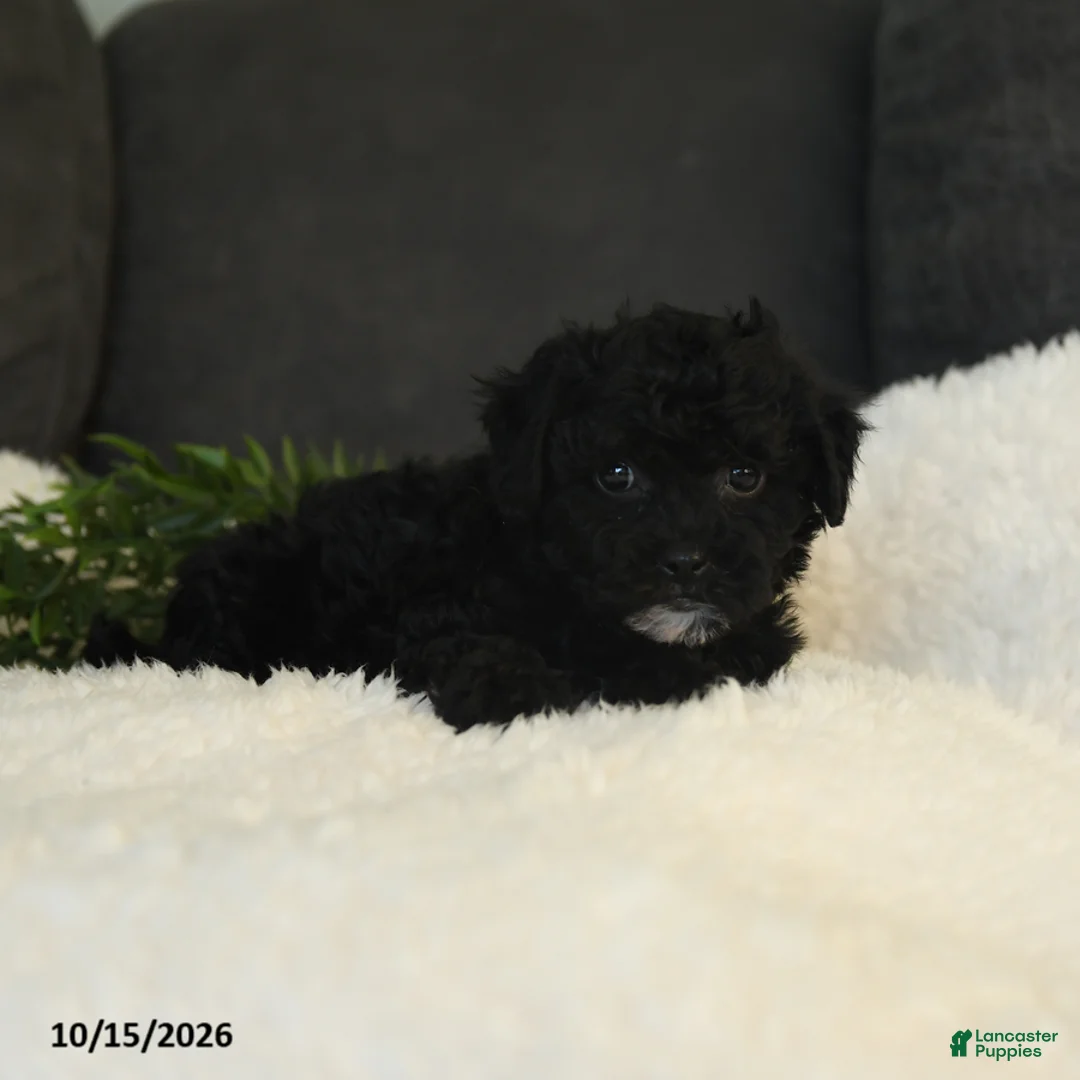 Teddy Bear dogs for sale: Sophie - Ad 5