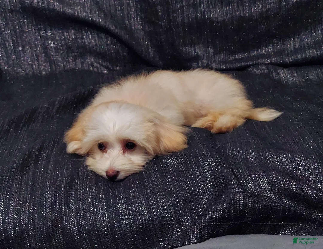 Maltipoo dogs for sale: Holly- MaltiPoo female, in home raised, non-shedding - Ad 2